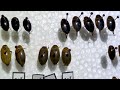 2024 annual bug collection full tour