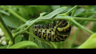 #4MasonRay 🍒 Last Black Swallowtail caterpillar to transform into a beautiful Chrysalis.