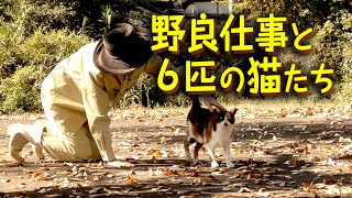 【保護猫たちと田舎暮らし】冬が来る前の野良仕事／今日も自由なニャンコたち