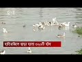 প্রধানমন্ত্রী শেখ হাসিনার কৃষি ভাবনা থেকে অনুপ্রাণিত হয়ে হাতিরঝিলে হাঁস চাষhatirjheel duck farming