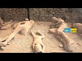 ഒറ്റ ദിവസം കൊണ്ട് മറഞ്ഞു പോയ പോംപേയ് നഗരം pompeii eduallmedia