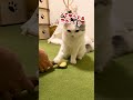 ブラッシングを嫌がりお怒りになる猫【おしゃべりする猫】 shorts 【猫アテレコ】