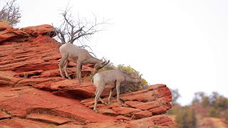 Majestic Canyons: Zion National Park