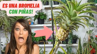 Bromelia Que Tiene Piñas 😱, NO Lo CREERAS! #bromelia #piñas