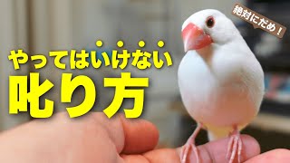 絶対にやってはいけない「文鳥の叱り方」