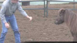 Teaching your Horse to Back up at Liberty with Jonathan Field