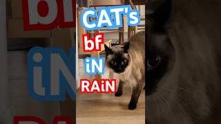 😱 WILD VISIT TO MERvs WINDOW ☔️ #mervthecat #bagagwa #charals #catsofyoutube #backtoschool #shorts
