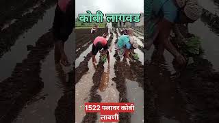 फ्लावर लागवड -1522