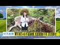 「營養不良」活活餓死 擎天崗水牛