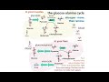 biochemistry of blood sugar regulation u0026 glucose homeostasis