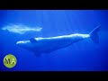 8 Hours of Whale Sounds Deep Underwater (Version 2) for Sleep and Relaxation