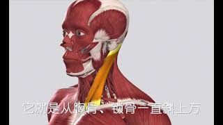 【一分钟学点康复】胸锁乳突肌—经常头晕怎么办？这块肌肉你要看