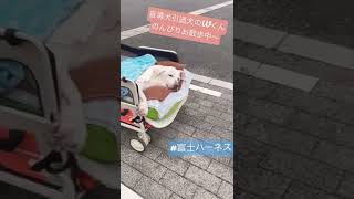 盲導犬引退犬のおさんぽ #shorts #盲導犬 #引退犬