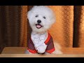 ASMR Dog Reviewing Mooncake! Happy Mid-Autumn Festival! | Sumimi ASMR