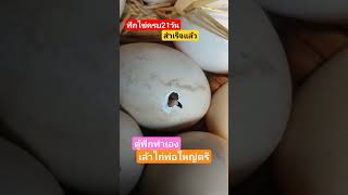 ฟักไข่วันที่21 #เล้าไก่ #Chicken #Incubate #craft #Survive #Thailand #Countryside #ตู้ฟักทำเอง