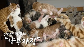 3대가 한집에 사는 😺냥 부자집의 대가족 스토리 🐾 개양반 : 더 특별한 식탁 ep.7