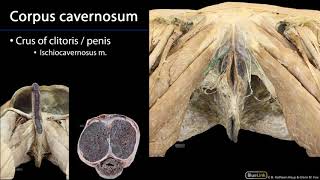 Erectile Tissues M1 Perineum SDV