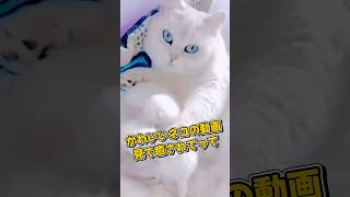 １分で癒やされるネコの動画5選#cat#cute#kitten#pets#猫#shorts