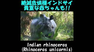 でたでた！インドサイ！世界に3000頭！Indian rhinoceros, Rhinoceros unicornis 加藤英明【公式】かとチャン