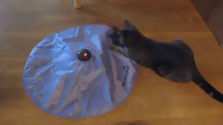 Smartykat Hot Pursuit Review - Watch Sophie play with it