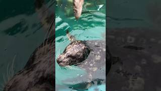 ゼニガタアザラシにエサやり体験　新屋島水族館　Feeding the Harbor Seal