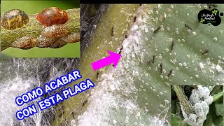 Acabar con COCHINILLAS en UN DÍA | Remedio CASERO para la Cochinilla Algodonosa en las Plantas,