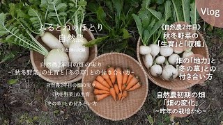 自然農2年目の畑の実り〜「秋冬野菜」の生育と「冬の草」との付き合い方〜