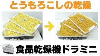 ［干し野菜作り］家庭用食品乾燥機でとうもろこしの乾燥（ドラミニ）