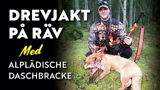 DREVJAKT PÅ RÄV med Alpenländische Dachsbracke