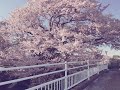 桜 写真集