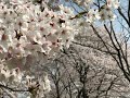 桜 写真集