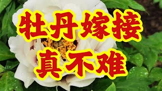 青石话牡丹芍药   人人都可“嫁接牡丹”，真的不难，新手成长记实   Grafting tree peonies is that simple