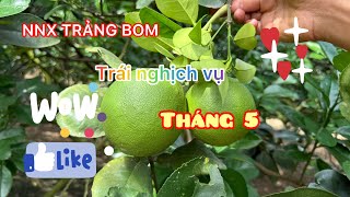 Cập nhật vườn bưởi nghịch vụ tháng 5 của nông nghiệp xanh trảng bom