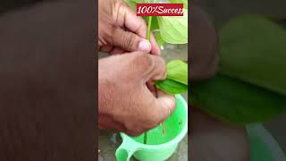 हरसिंगार पौधे की कटिंग कैसे लगाएँ/Grow Harshingar Plant from Cutting/पारिजात/YouTube Shorts/ Shorts