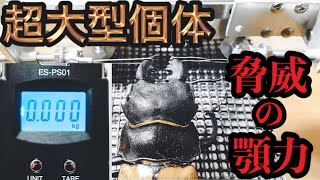 ギネス級のカステルナウディツヤクワガタの挟む力を測定したら…【たっカブ】