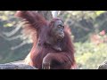 極危物種 人猿（紅毛猩猩）orangutan 台北木柵 看看調皮的小人猿