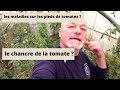 Les différentes maladies sur nos pieds de tomates