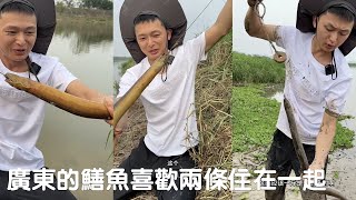 廣東的鱔魚居然喜歡兩條住在一起，那今天豈不是事半功倍#viralvideo #捕魚