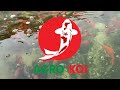 cara karantina ikan koi baru datang dari agro koi farm