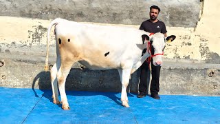 Heifers for Sale, ਵਹਿੜਾਂ ਨਿਰਮਲ ਸਿੰਘ ਭੁੱਚੋ ਖੁਰਦ ਕੋਲ ਵਿਕਾਊ