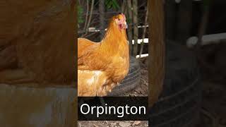 Top 10 hen breeds?