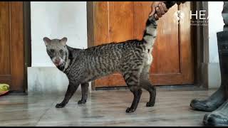 Large Indian Civet rescued in Coochbehar