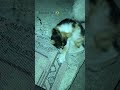 cat venom😂sinirli yavru kedi halıyı patileriyle parçalıyor😂Çok tatlı değil mi🥰abone ol🙏🏻 shorts