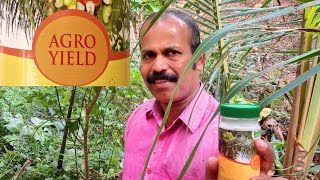 കീടബാധ അകറ്റി തെങ്ങ് തഴച്ചു വളരാൻ Agro Yield എന്ന ഹോമിയോ മരുന്നു പരീക്ഷിച്ചു