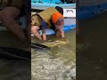 giant 40lb flathead catfish released houston tx caught on kayak