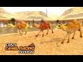 Crazy Camel Racing Fever 3D: Desert Race Simulator - Dubai Camel Race Android Gameplay #2