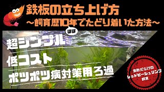 レッドビーシュリンプ水槽鉄板の立ち上げ方〜飼育歴ほぼ１０年でたどり着いた方法〜【立ち上げ編】