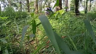 BOCIL BERKEMBANG BIAK DI GREBEG || GAK NGAKU LGI GITU GITUAN PADAHAL CLANANYA MLOROOOTT