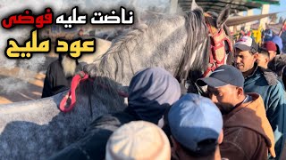 سوق سطات مع بدريس شرا حصان زرك ملح ناضت عليه فوضى 😱 ….