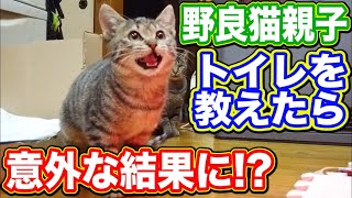 野良猫 子猫 家猫化 【野良猫親子にトイレを教えたら意外な結果に!?】 Kitten Cat Japanese traditional house